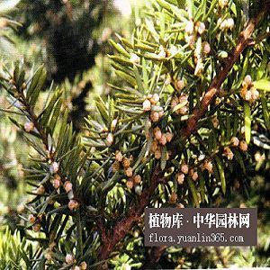矮紫杉