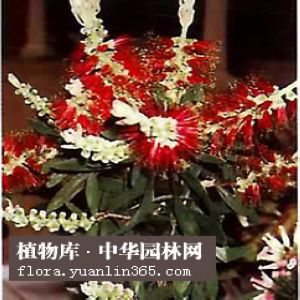澳洲红千层