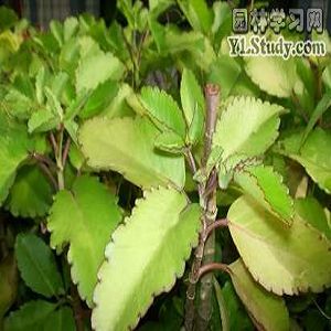 大叶落地生根