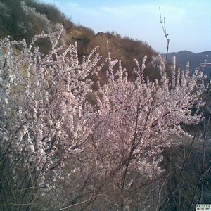 山桃