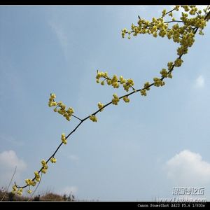 探春