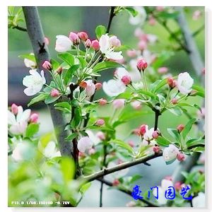 西府海棠