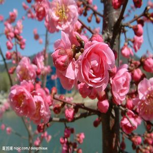 榆叶梅