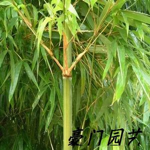 早园竹