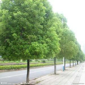 樟树