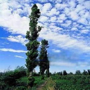 钻天杨